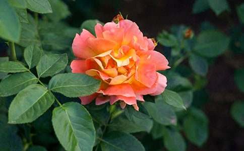 �����¼����Ę��Z