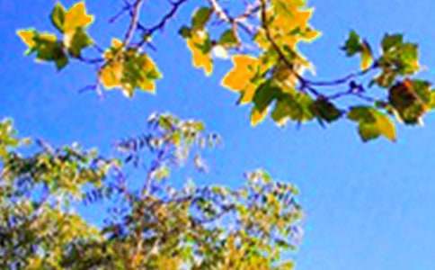 ���õ��簲ף���Z(y��)�Z(y��)�29��