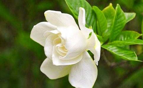 白色梔子花的花語寓意介紹-鮮花禮儀