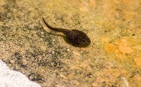 小班故事小蝌蚪找媽媽教案(精選6篇)