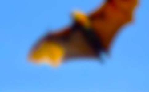 蝙蝠和雷達(dá)教案